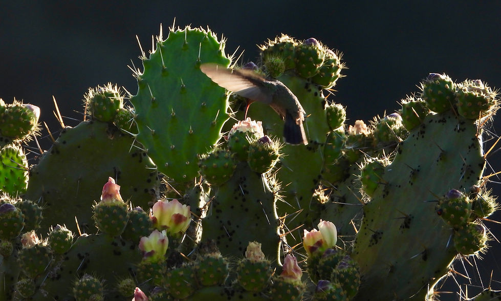 Aves Endémicas del Volcán de Colima