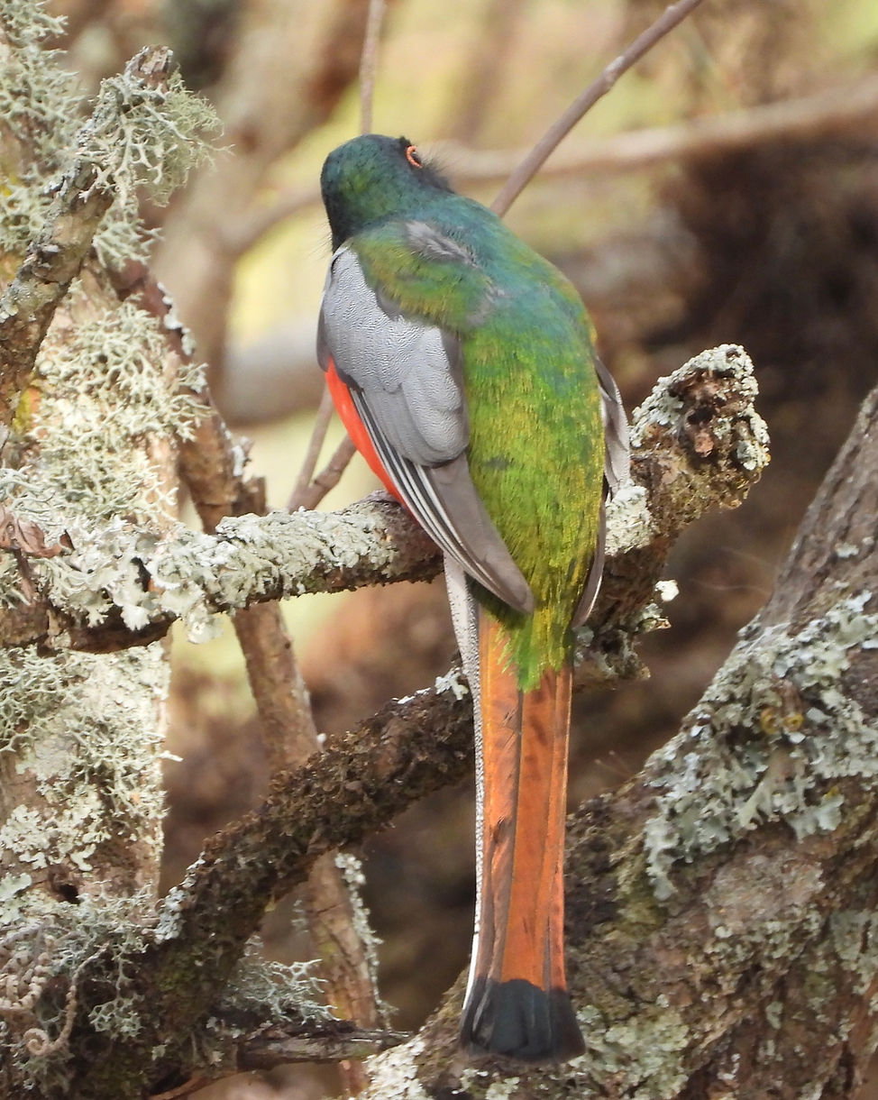 Aves Endémicas del Volcán de Colima