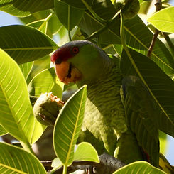 Amazona finschi5018.JPG