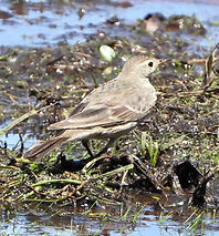 Anthus rubescens3156.JPG