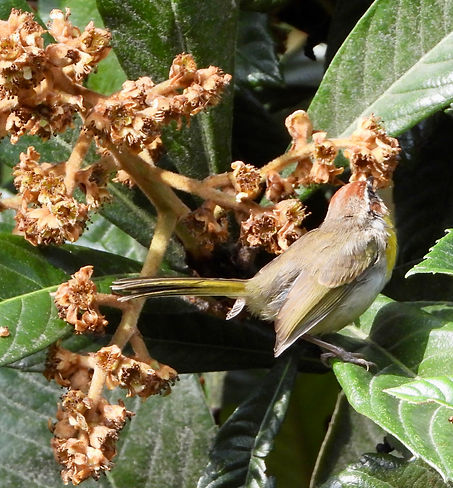 Basileuterus rufifrons7423.JPG