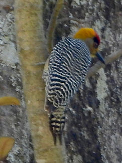 Melanerpes chrysogenys4463.JPG