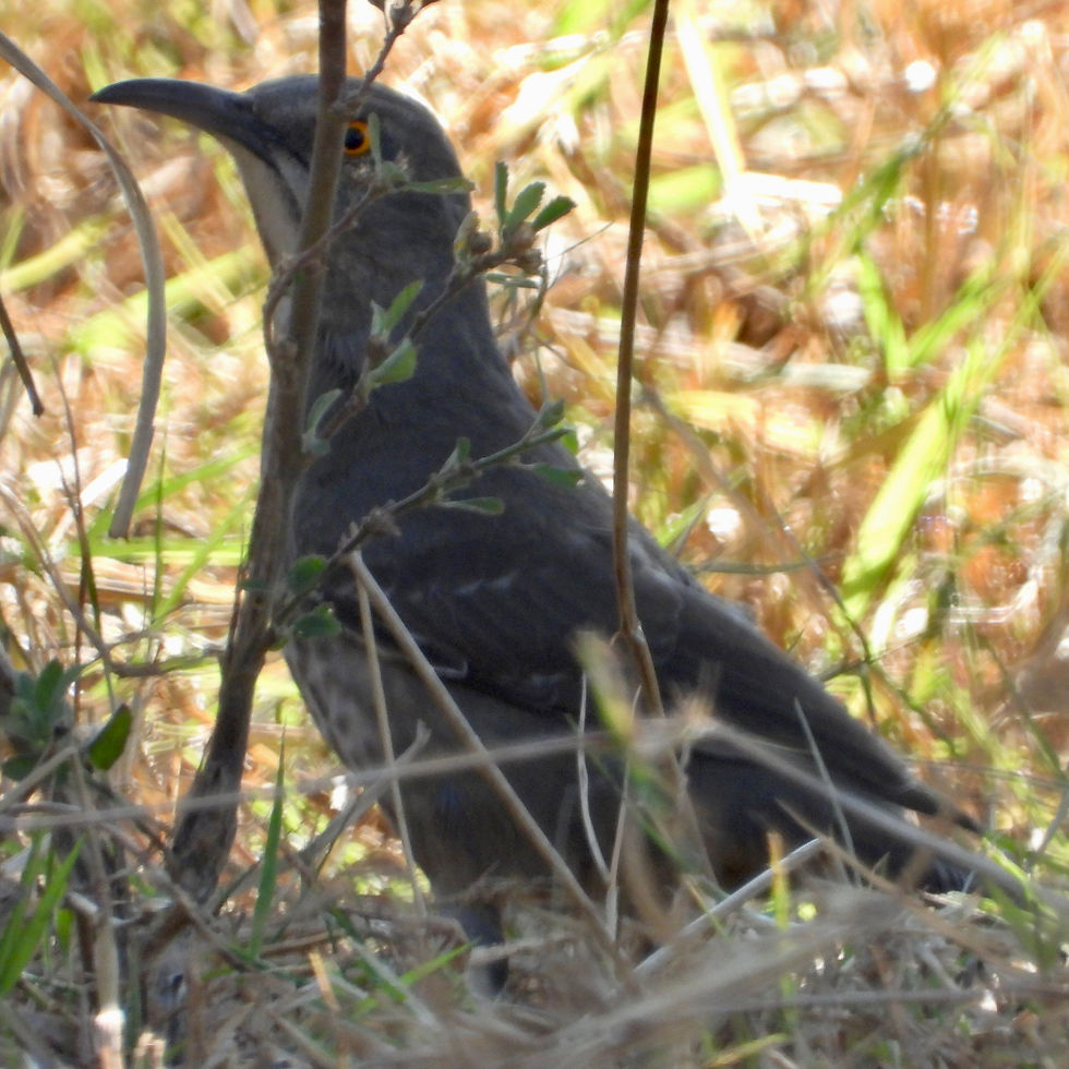 Toxostoma curvirostre