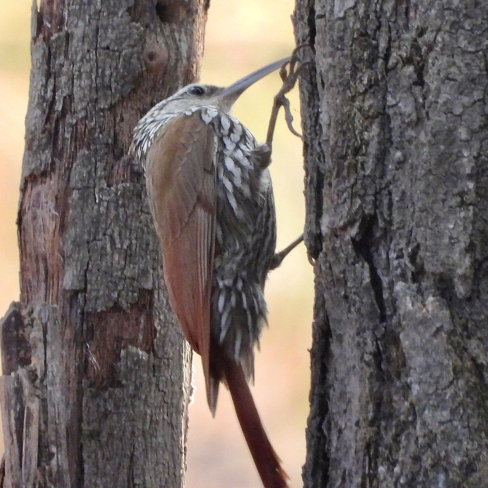 Lepidocolaptes leucogaster