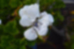 9ct White Gold & Yellow Gold Iris Flower