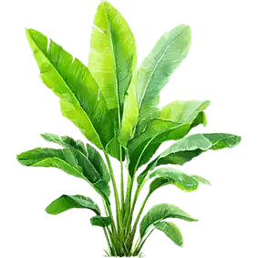 tropical-green-leaves-palm-plant-maya-jungle-crew.webp