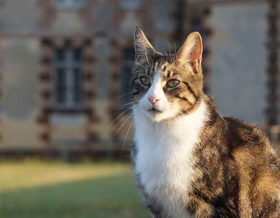 Chat au château