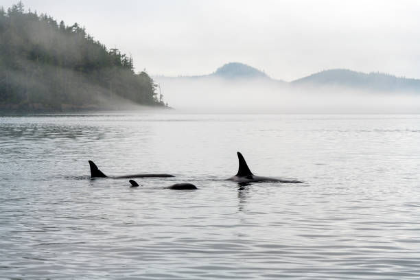 Salt Spring Island