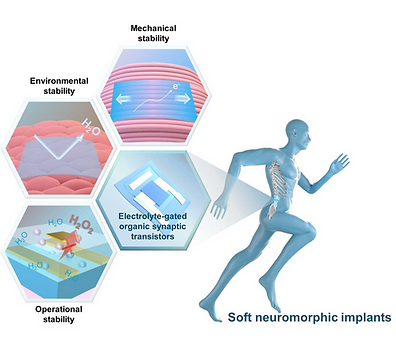 Increasing the Stability of Electrolyte-gated Organic Synaptic Transistors for Neuromorphi