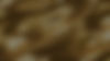 Gold_edited.jpg