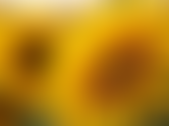 Brightening Days with Get Well Flowers Meaning