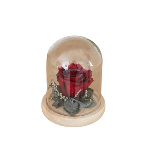 Rose éternelle  sous cloche