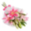 Treasured Pink Lilies