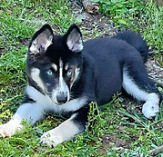 POMSKY PATCH SOLUNA_edited.jpg