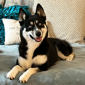 POMSKY PATCH SOLUNA_03.jpg