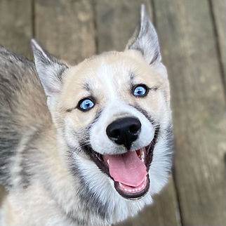 POMSKY PATCH SAGA.JPG