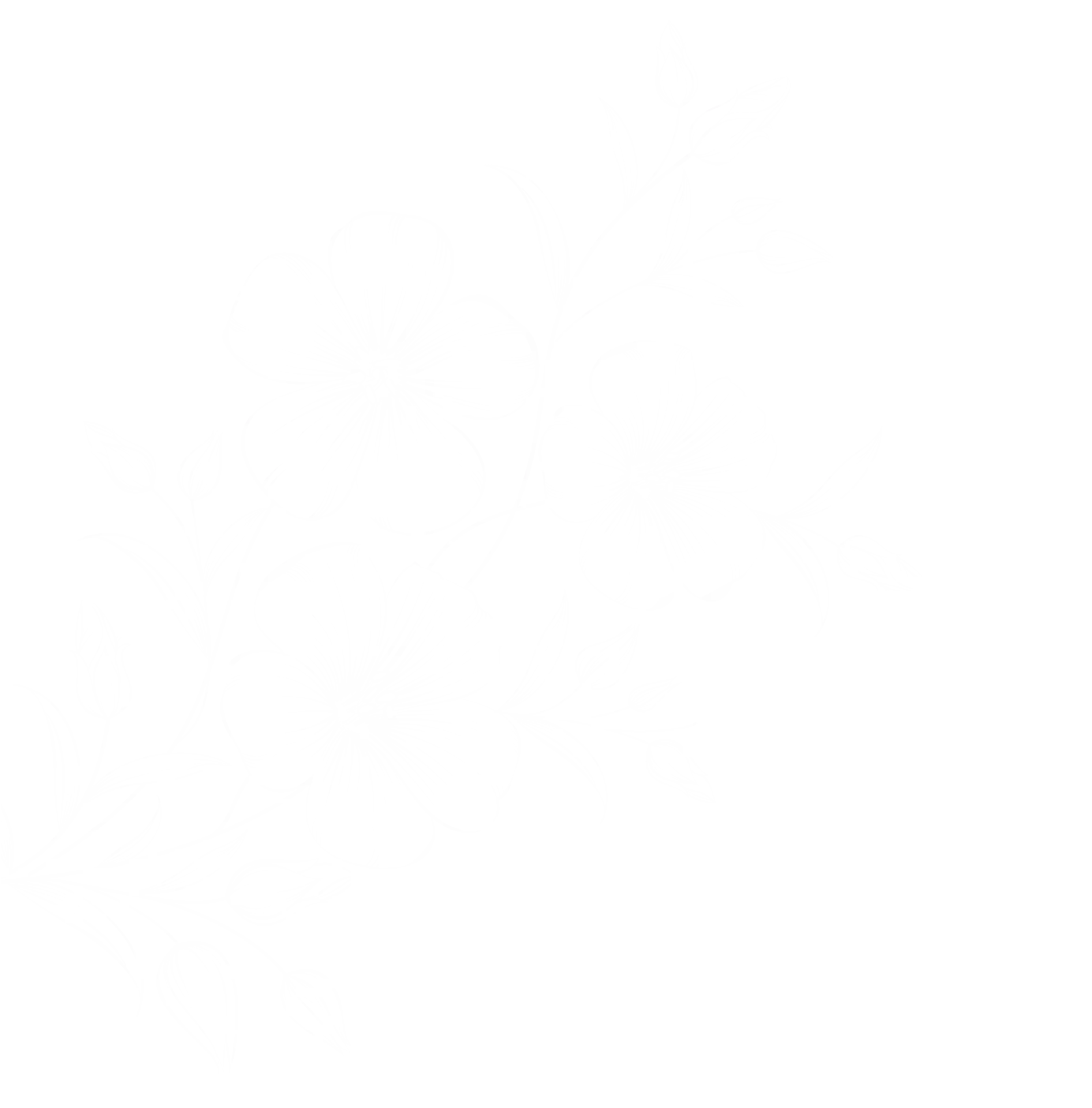 RAY plant 1.webp