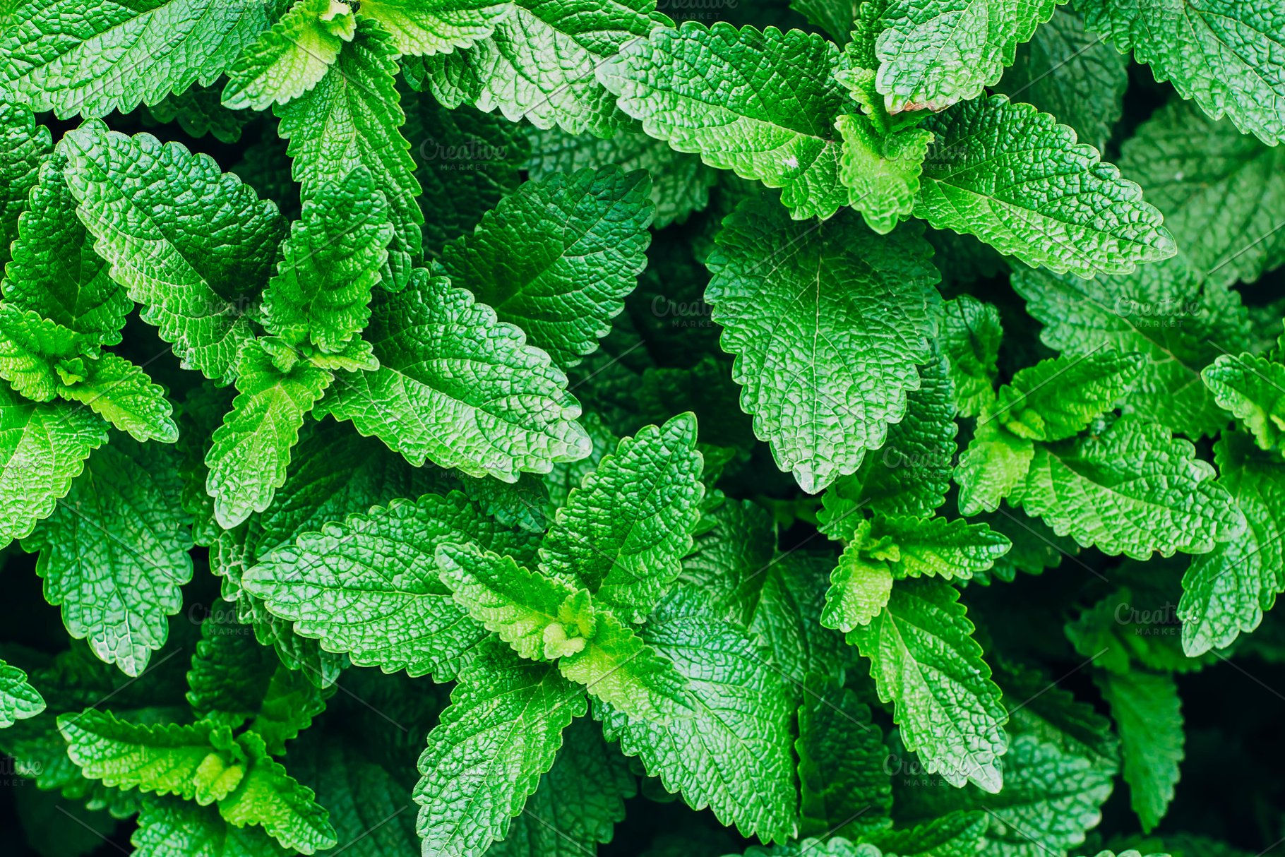 Bugger Off Flu Essential Oil Blend