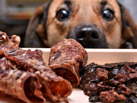 Understanding Your Dog's Motivators