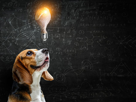 Unlocking the Secrets of Colorado Dog Training: Understanding Operant Conditioning and Behaviorism