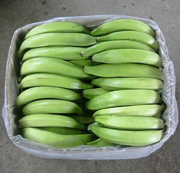 Plantain