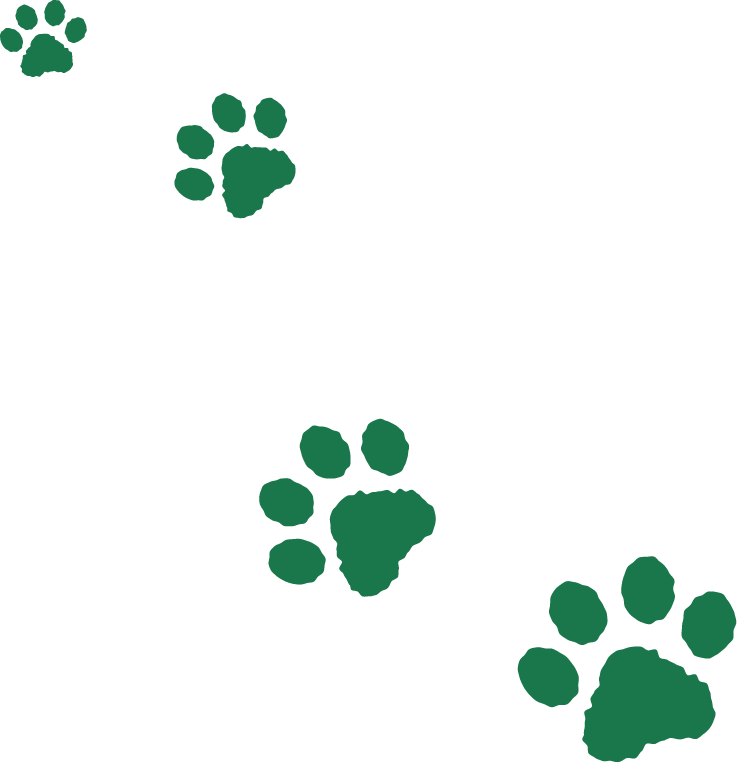 イリオモテヤマネコの足跡