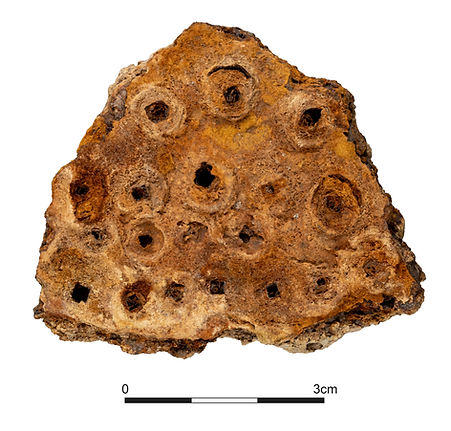 Mineral preserved organics leather and iron hobnails