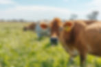 Number 8 Bio partners with Gelato Messina to trial methane-reducing livestock feed additiv