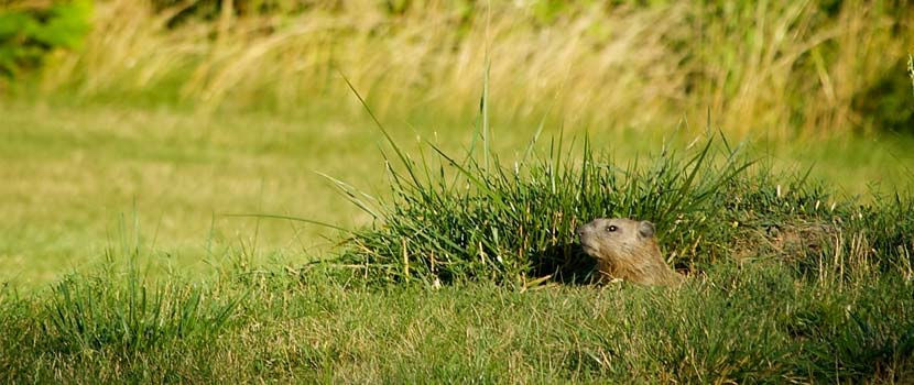 Archive - Groundhog 2 cc.jpg