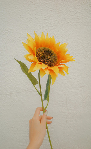 sunflower pmdd healing