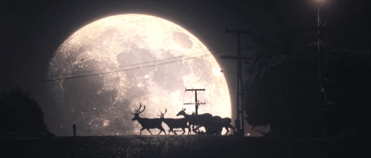Tooheys-Extra-Dry---Nocturnal-Migration-