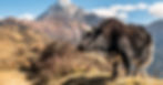 Nepal. Spiritual travel