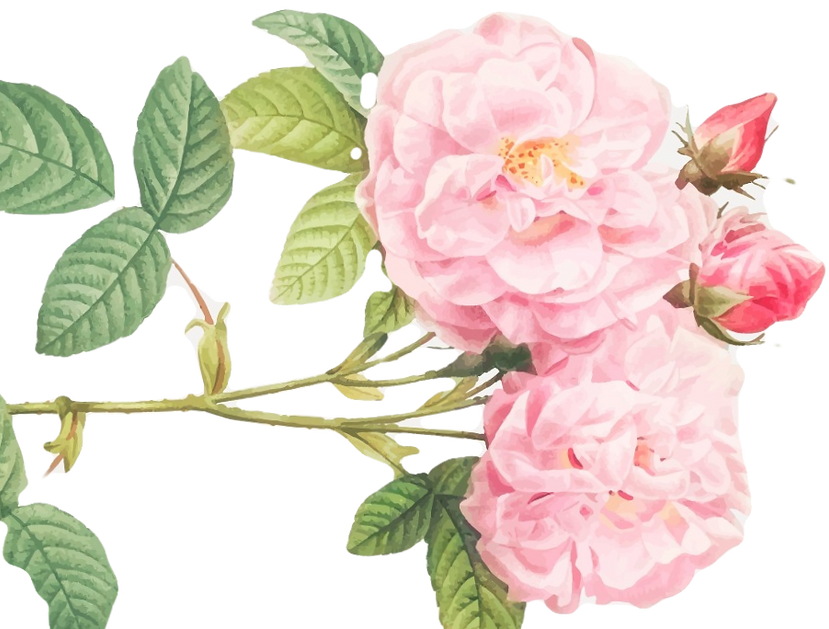 Rose x Damascena