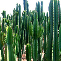 Euphorbia ingen African Beauty Field.jpg
