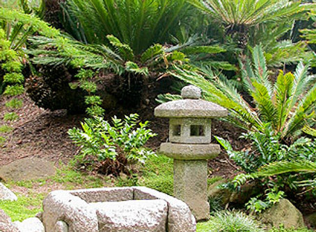 Cycas revoluta Sago Palm landscape.jpg