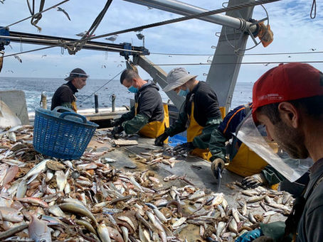 Sustainability of the fishing industry