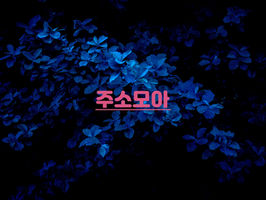 주소모아 최신주소 안내 페이지, 실시간 접속 링크 확인 방법