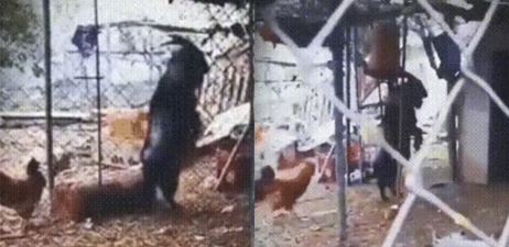 Black Goat Walks On Its Hind Legs