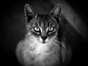 Demons Infest Common House Pets