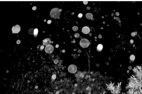 Spirit Orbs In Photos