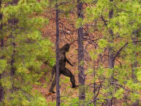 Bigfoot Sighting Near Monroe County