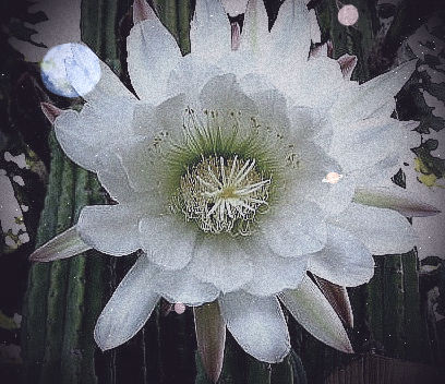 New Dimensions and Psychedelic Journeys With Huachuma, The Sacred Andean Cactus