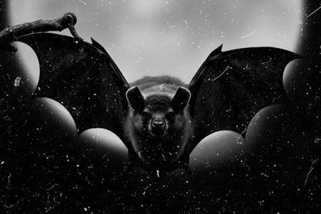 Vampire Bats Attacked Humans In Brazil