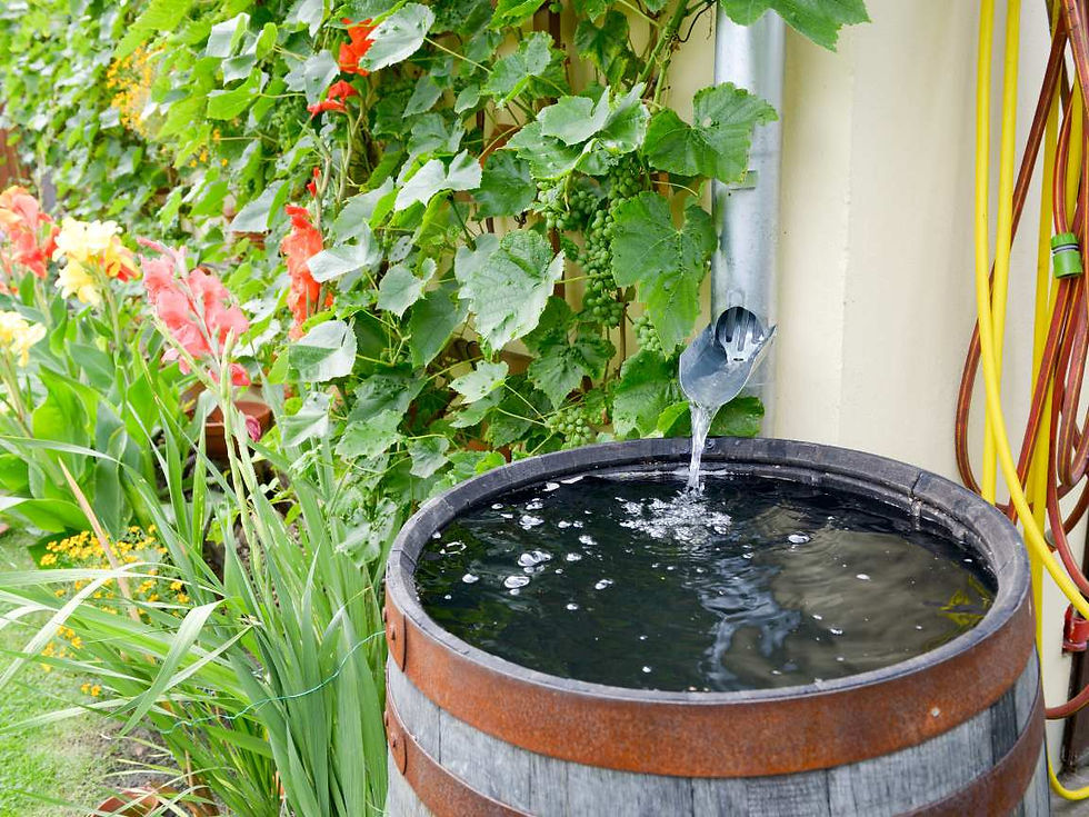Un tonneau récoltant de l'eau de pluie depuis une gouttière