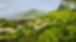 Union Island Land - Lush Surroundings_edited.jpg
