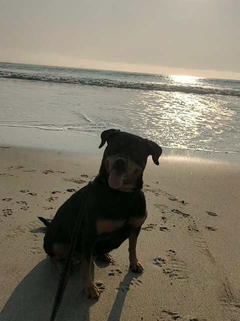 Zena.gif