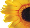 flower-logo.png