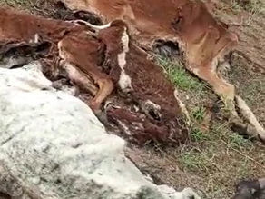 Drought and Death