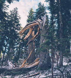 Fallen Tree