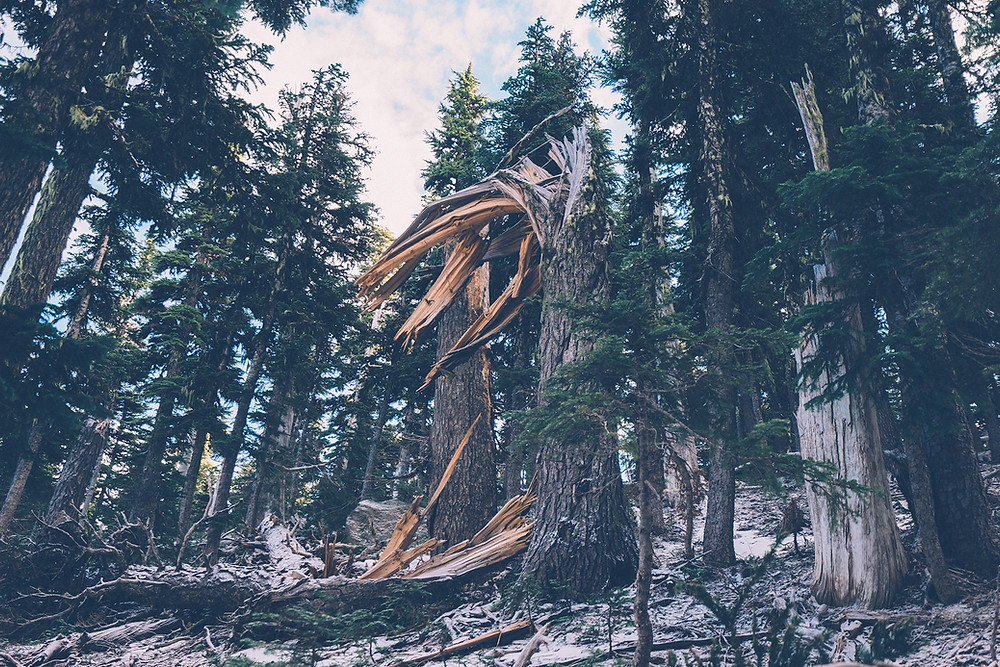 What Does Insurance Cover If A Tree Falls On My House Will My Insurance Cover Me If My Tree Falls
